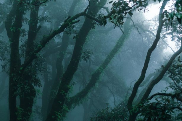 Floresta densa e verde coberta por névoa, criando uma atmosfera misteriosa