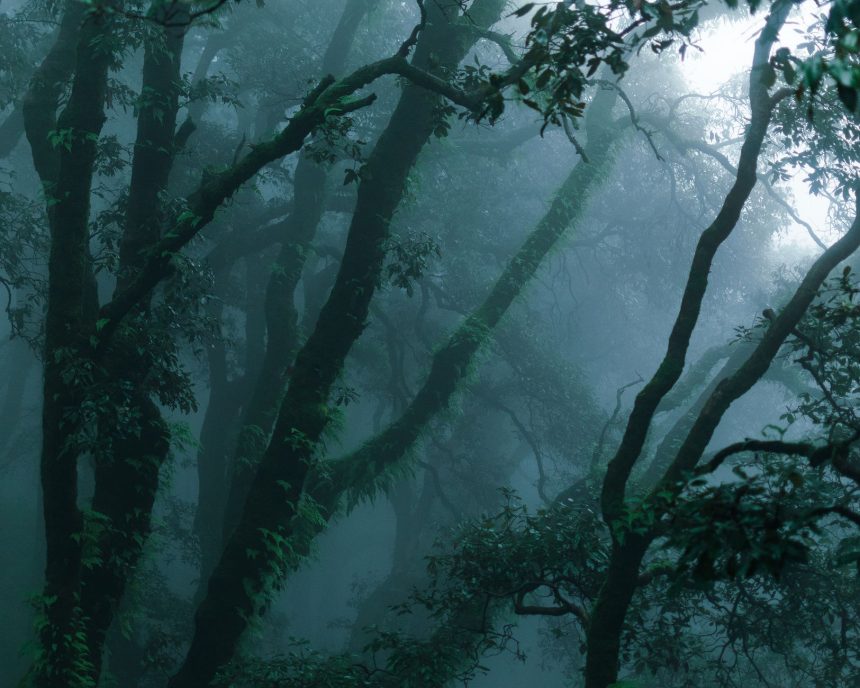 Floresta densa e verde coberta por névoa, criando uma atmosfera misteriosa
